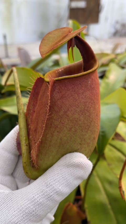 N. bicalcarata - Brunei orange - selected clone