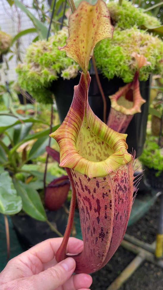 N. veitchii x platychila – selected clones