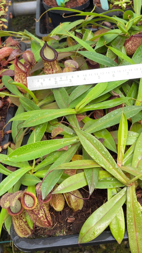 Nepenthes hamata x tenuis – assorted clones