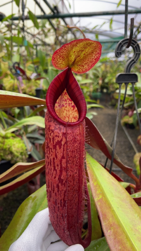 N. peltata x samudera - assorted clones