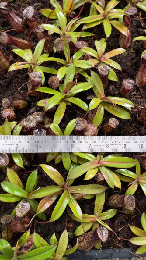 N. burkei x hamata – assorted clones