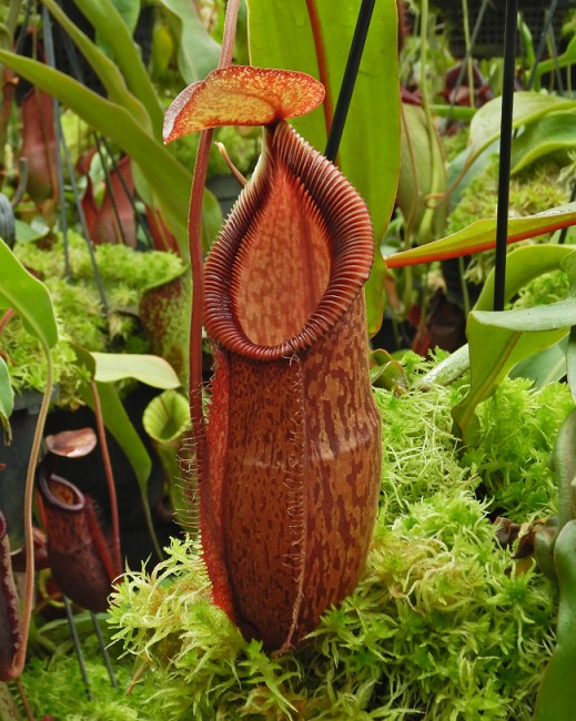 N. hamata x gymnamphora - assorted clones