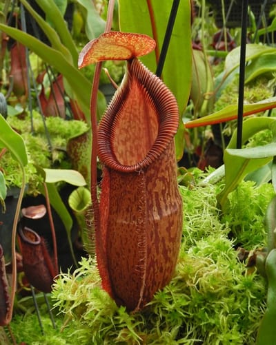 N. hamata x gymnamphora - assorted clones