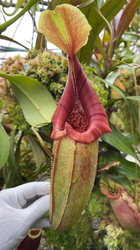 N. robcantleyi x ovata – best selected clone