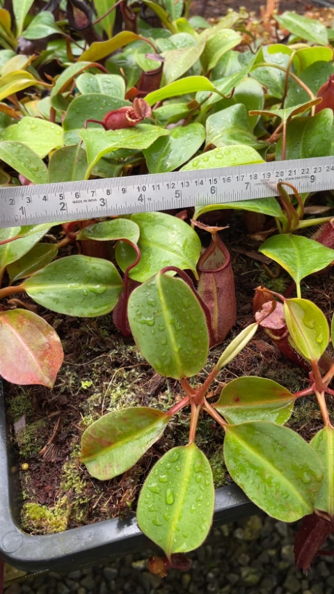 N. robcantleyi x palawanensis