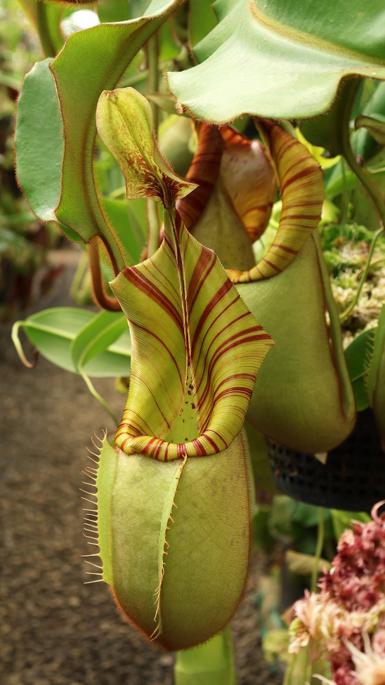 N. veitchii - Bario Highland - grex # 1