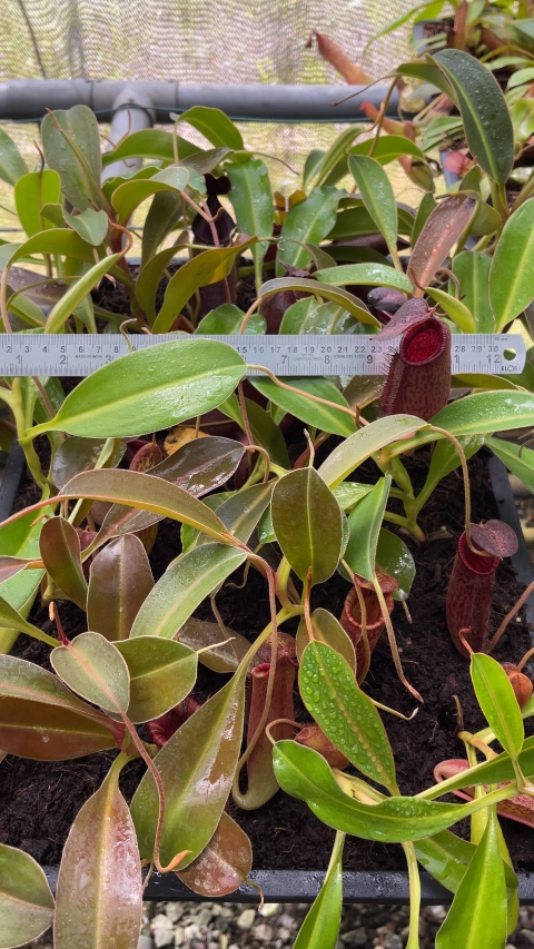 N. (aristolochioides x spectabilis) x lowii – assorted clones