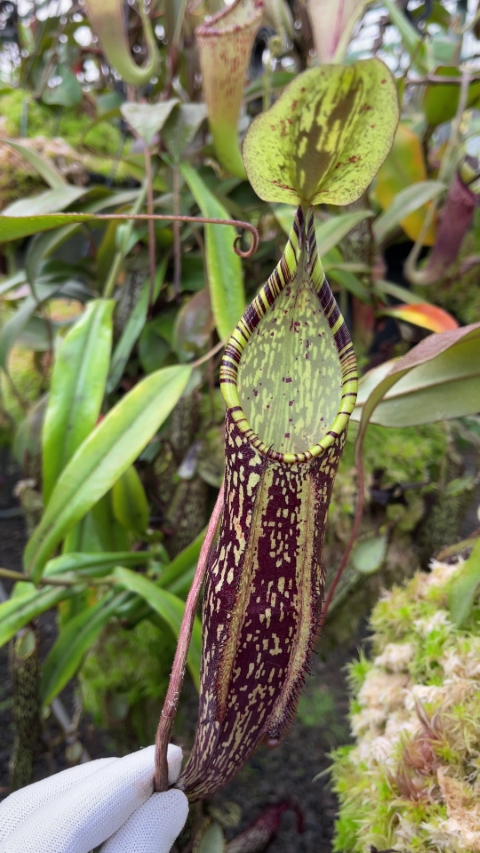 N. spectabilis - Sibuyatan - assorted clones