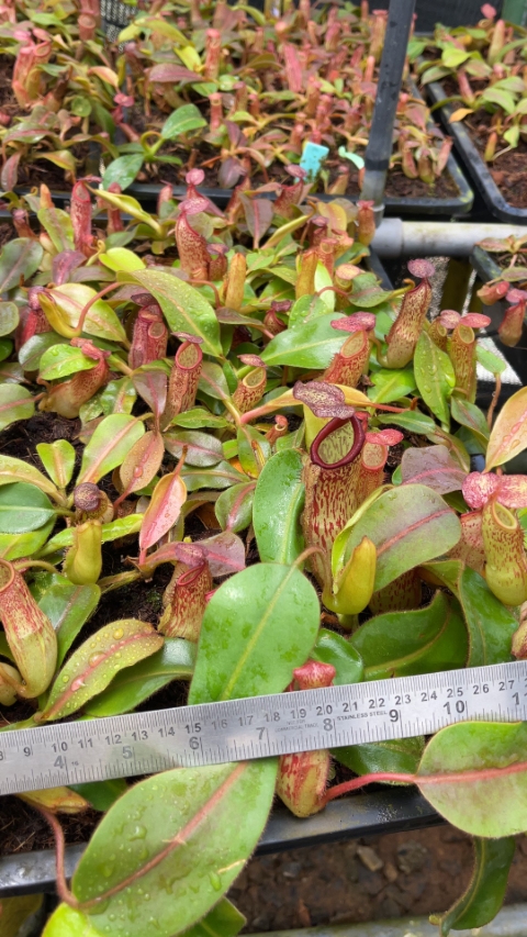 N. klossii x veitchii