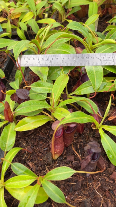 N. petiolata x (lowii x tentaculata) – assorted clones