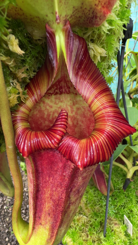 N. maxima x ‘trusmadiensis’ - selected clones