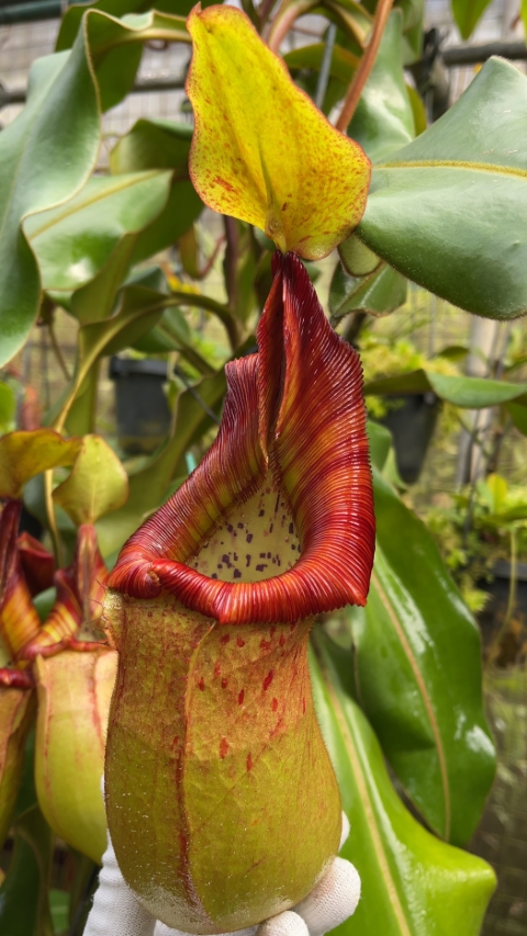 N. petiolata x veitchii - assorted clones