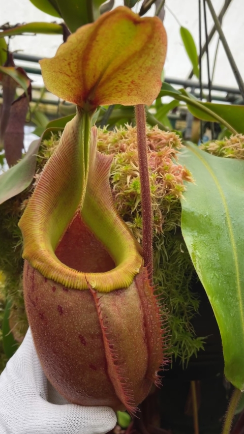 N. veitchii x mira - assorted clones