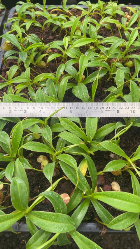 N. talangensis – assorted clones