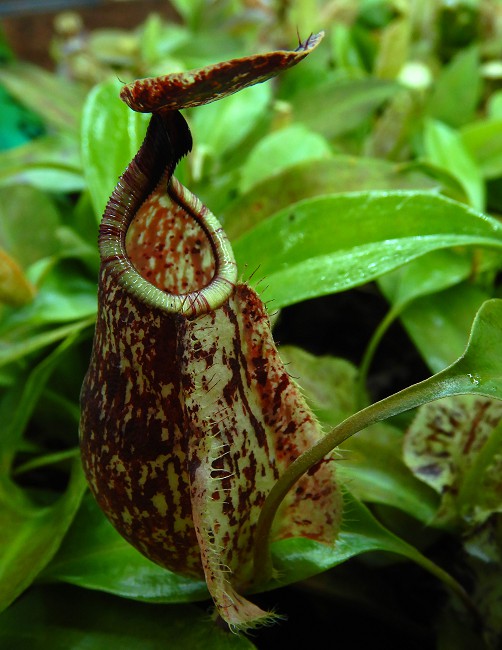 N. rafflesiana ‘Kalimantan’ - assorted clones