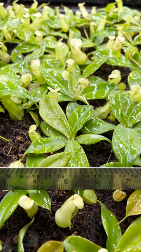 N. merrilliana – assorted clones