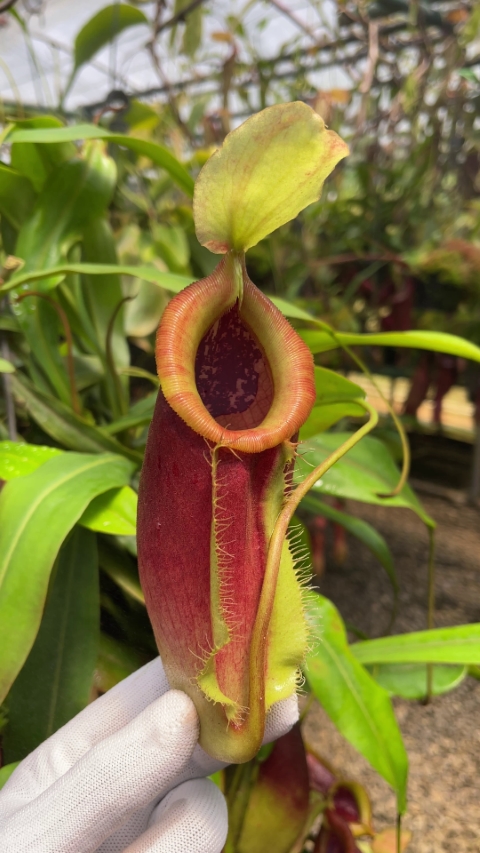 N. singalana x ampullaria – best selected clone
