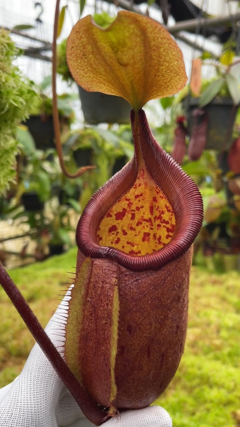 N. robcantleyi x palawanensis