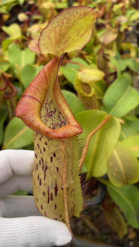 N. platychila x robcantleyi - assorted clones