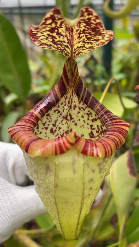 N. burbidgeae x platychila