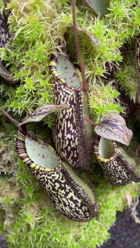N. spectabilis - Sibuyatan - assorted clones
