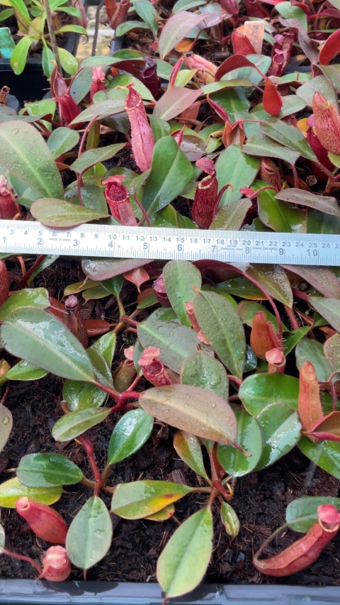 N. peltata x (veitchii x lowii)