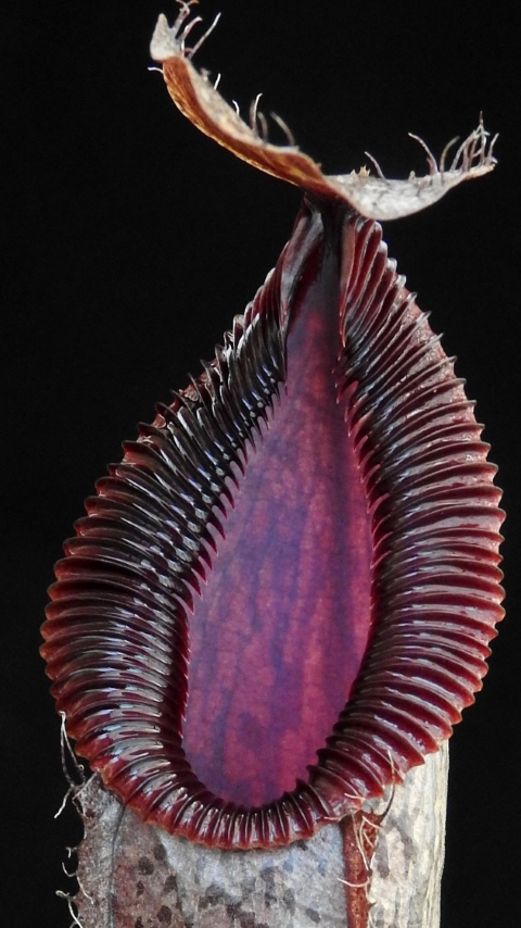 N. burkei x hamata – assorted clones