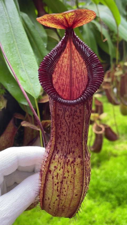 N. burkei x hamata – assorted clones