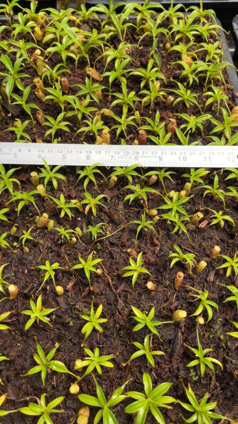 N. talangensis - selected clone