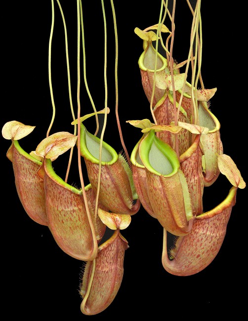 N. spathulata x glabrata – assorted clones