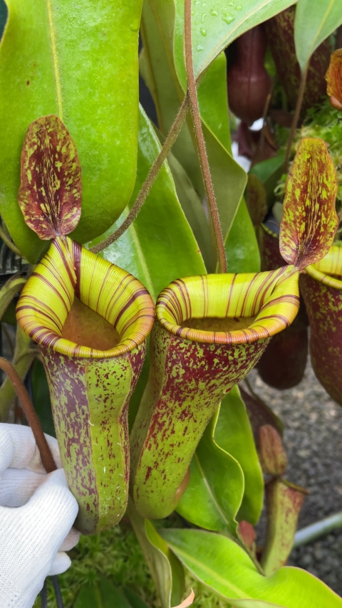 N. ampullaria x (veitchii x lowii) – selected clone