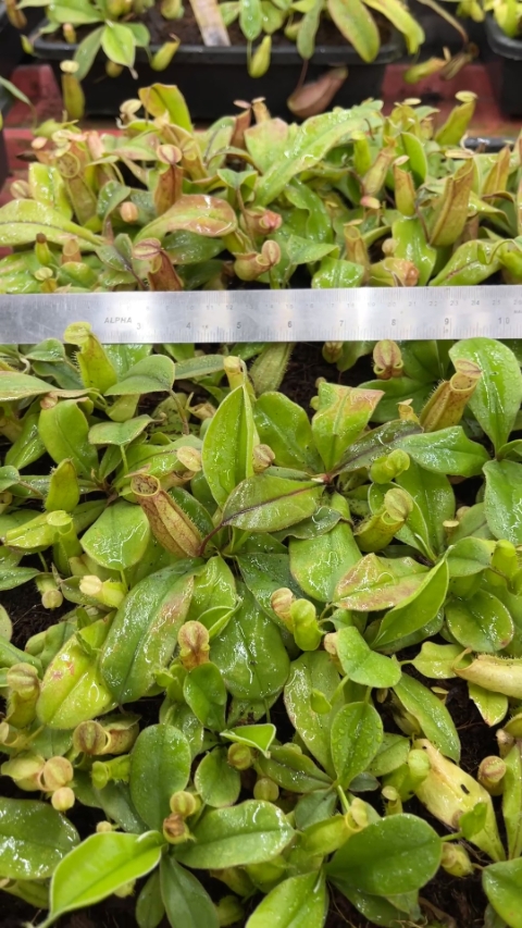 N. tomoriana - assorted clones