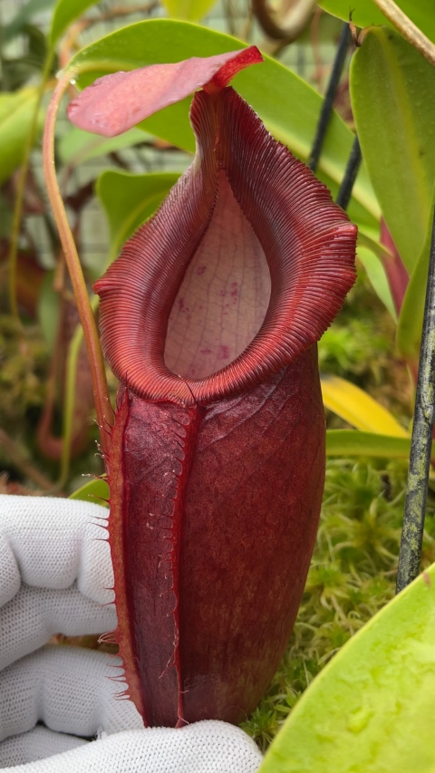 N. spathulata x dubia – assorted clones