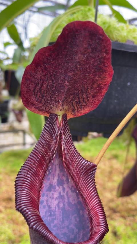 N. singalana x lowii – assorted clones