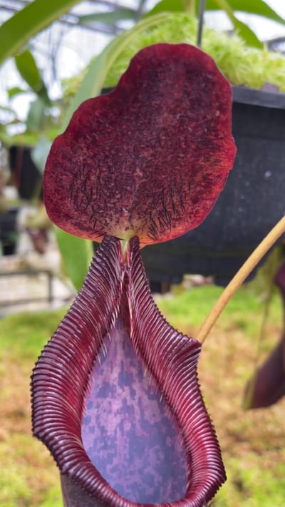 N. singalana x lowii – assorted clones