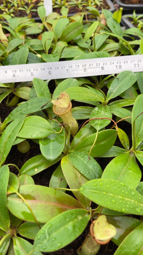 N. merrilliana x campanulata