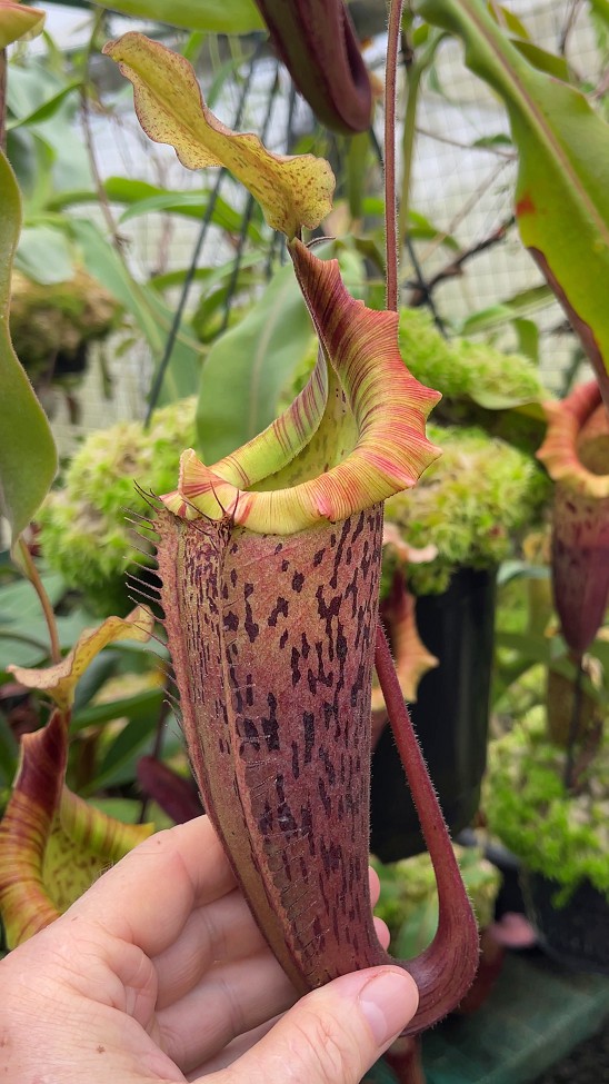 N. veitchii x platychila – selected clones