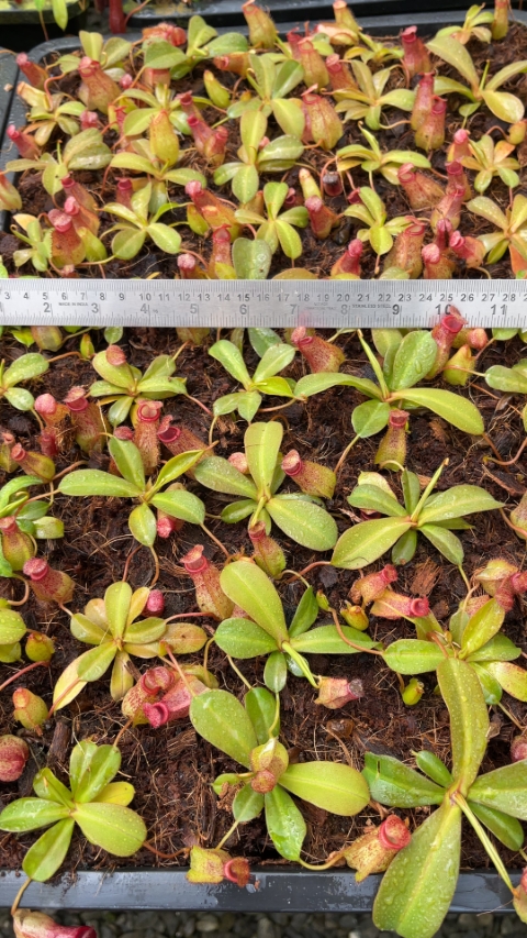 Nepenthes ‘Mimi’ - selected cultivar