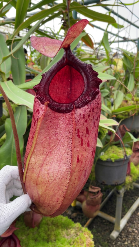 N. sibuyanensis x merrilliana – assorted clones