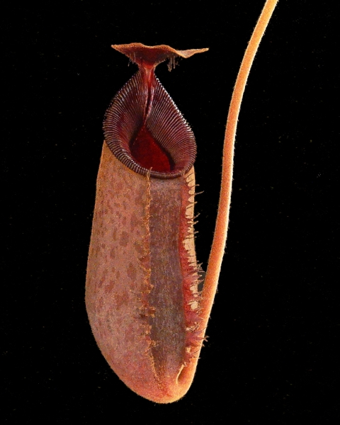 N. (aristolochioides x spectabilis) x lowii – assorted clones