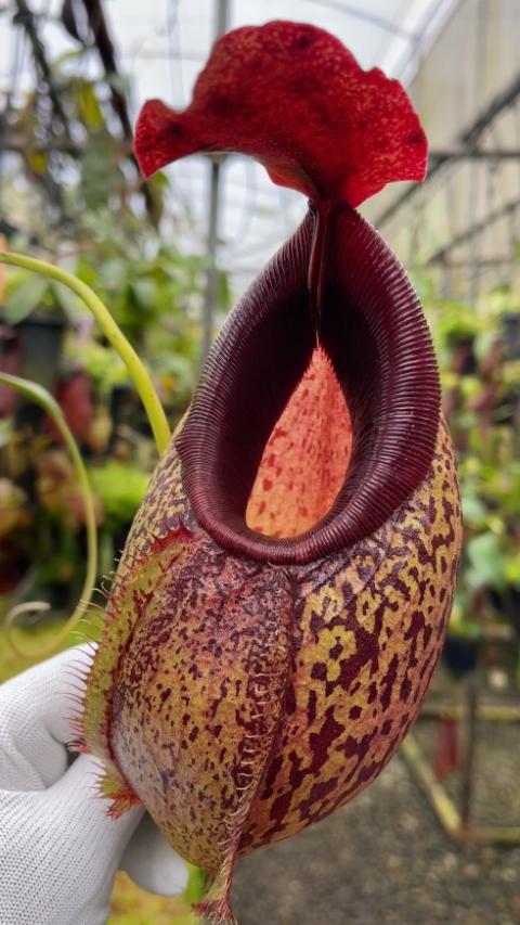 N. spathulata x aristolochioides