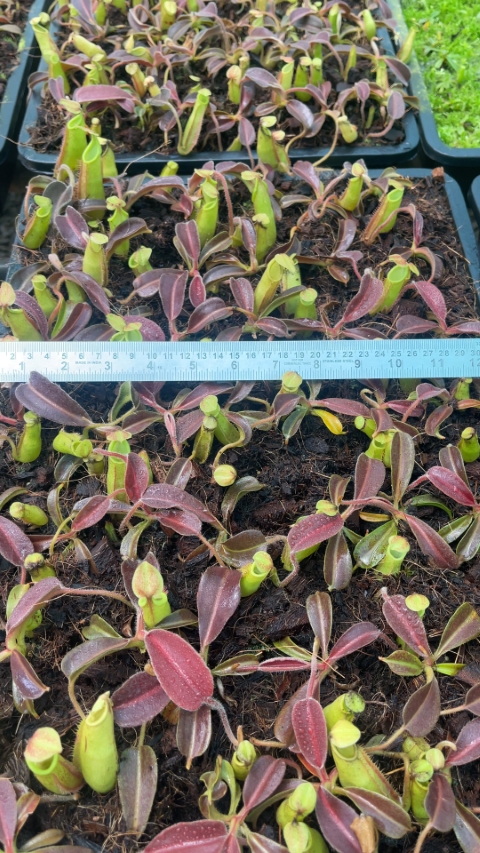 N. maxima – wavy leaf - clone #1