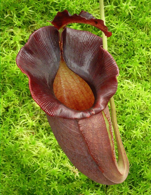 N. spathulata x jacquelineae – best selected clone