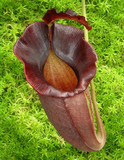 N. spathulata x jacquelineae – best selected clone