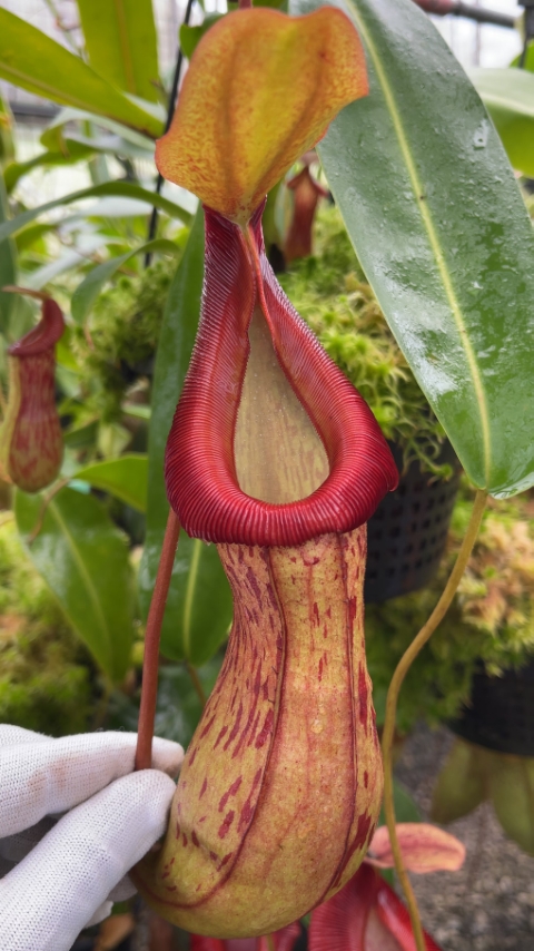 N. burkei x (burbidgeae x edwardsiana) - assorted clones