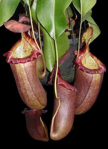 N. (ventricosa x sibuyanensis) x robcantleyi – assorted clones