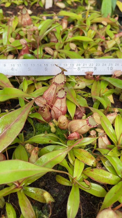 N. spectabilis x ‘Viking’ - assorted clones