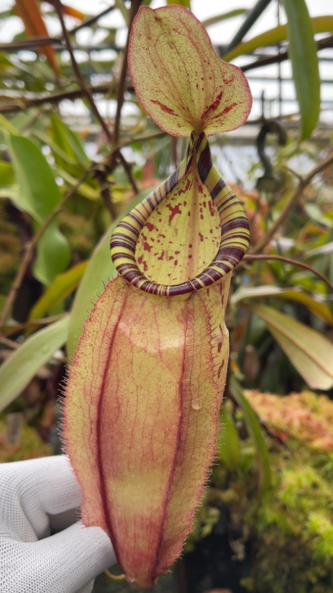 N. spectabilis x ‘Viking’ - assorted clones