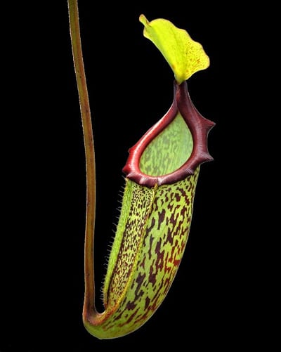 N. rajah x platychila – assorted clones