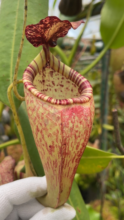 N. talangensis x glandulifera – selected clone